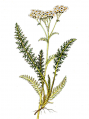 Achillea-millefolium Marta-Seitz.png